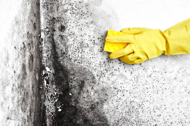 Best Black Mold Removal  in Alamo, GA