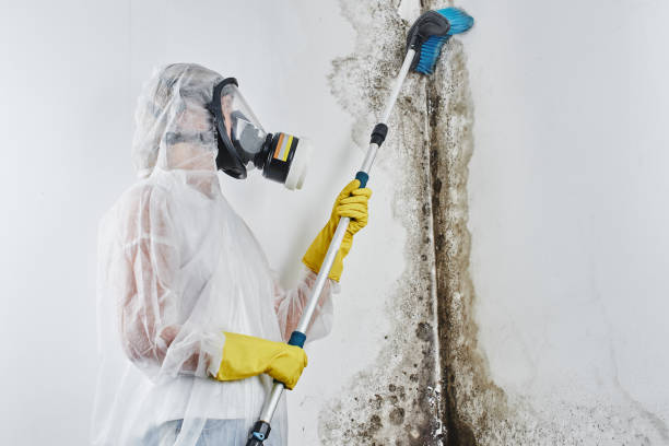 Best Commercial Mold Removal  in Alamo, GA