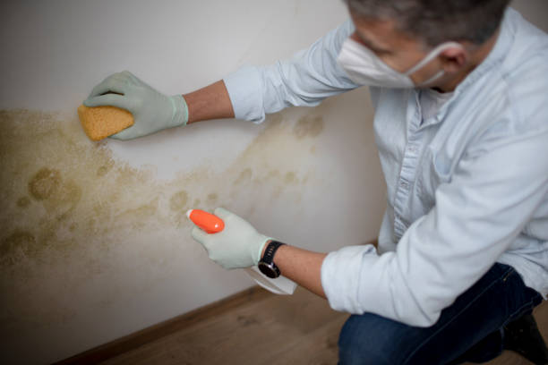 Best Mold Testing  in Alamo, GA