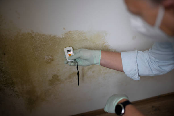 Best Professional Mold Removal  in Alamo, GA