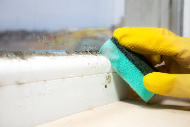 Mold Testing and Removal in Alamo, GA