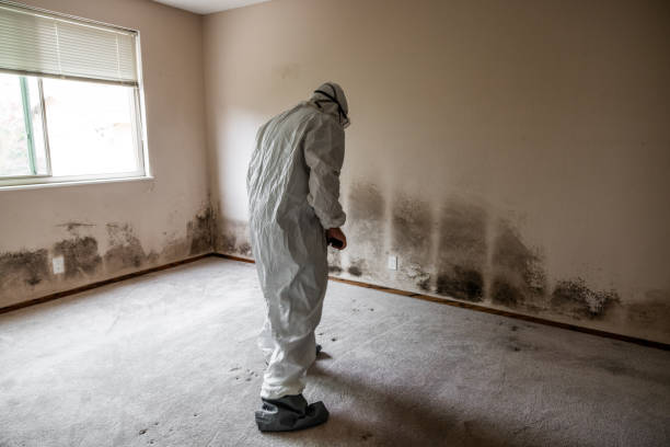 Best Black Mold Removal  in Alamo, GA