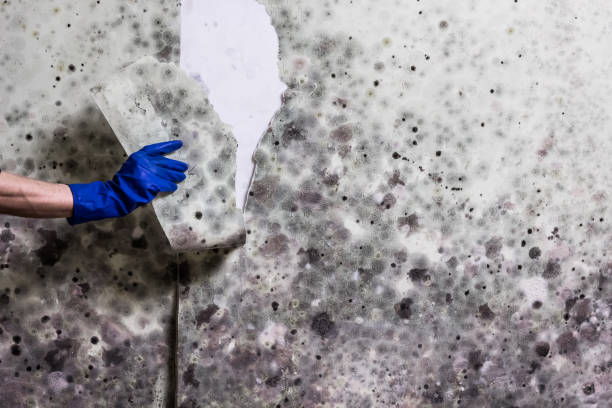 Best Commercial Mold Removal  in Alamo, GA