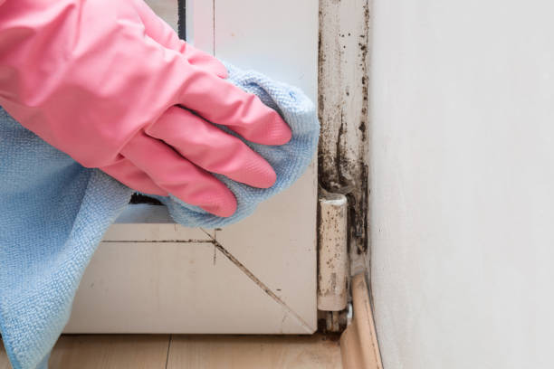 Best Certified Mold Removal  in Alamo, GA