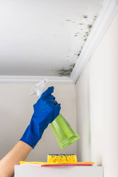 Best Mold Damage Repair  in Alamo, GA